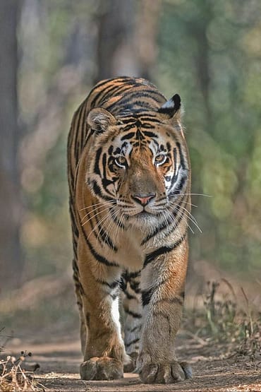 Satkosia Wildlife Tour