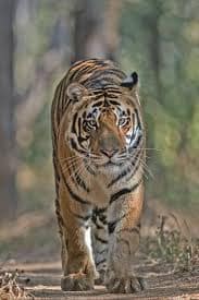 Odisha Wildlife Tour