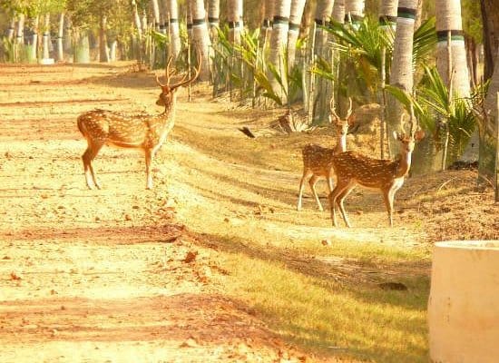 Bhitarkanika Tour
