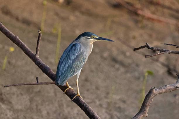 Bhitarkanika Tour