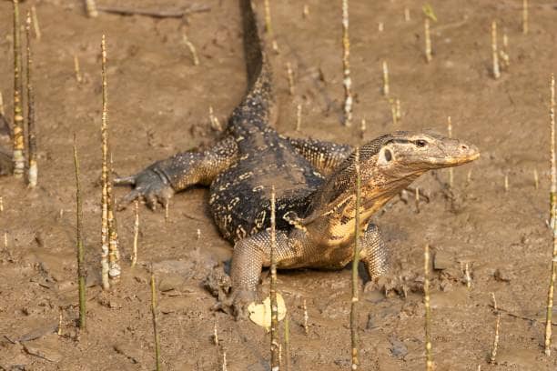 Odisha Wildlife Tour