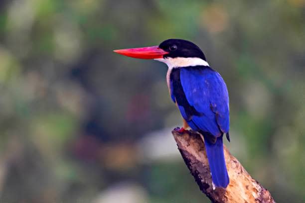 Odisha Wildlife Tour