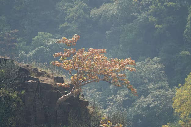 Daringbadi Tour