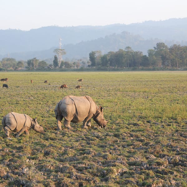 Karziranga National Park