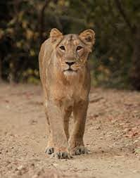 Sasan Gir