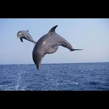Puri Chilika Eco-Tour