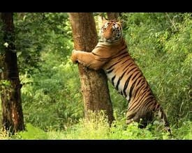 Satkosia Wildlife Tour