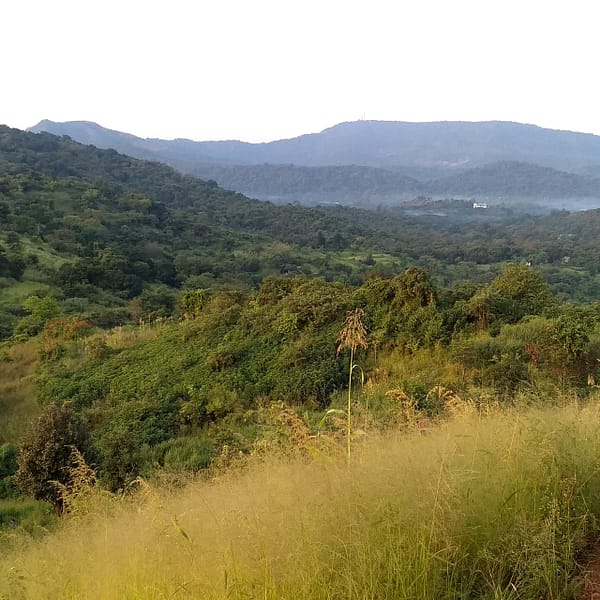 Tiger Hill