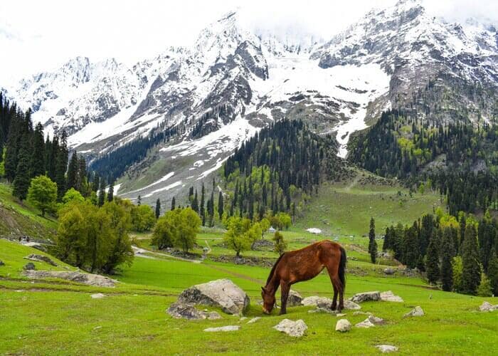 Kashmir 5 Nights 6 Days Package